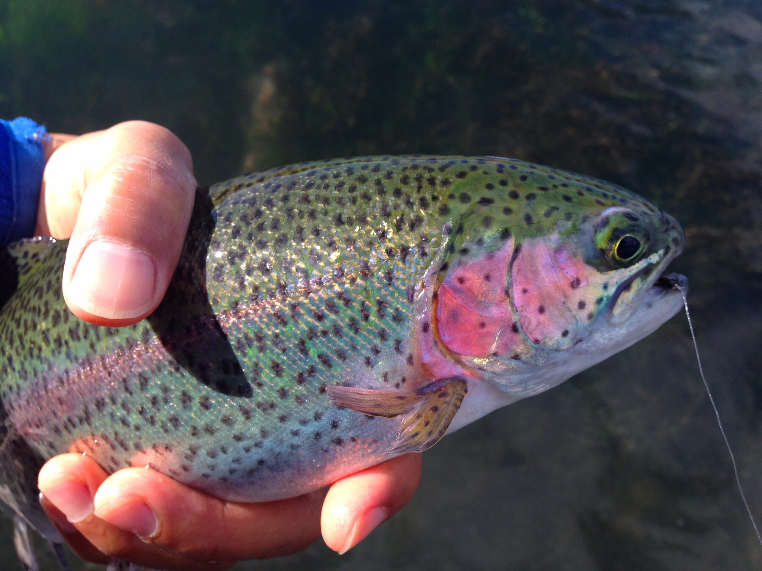 What Fishing Different Tenkara Rods Taught Me